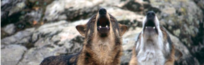 Investigadores de la Universitat de Valencia crean una herramienta para analizar el estatus reproductivo de las manadas de lobos