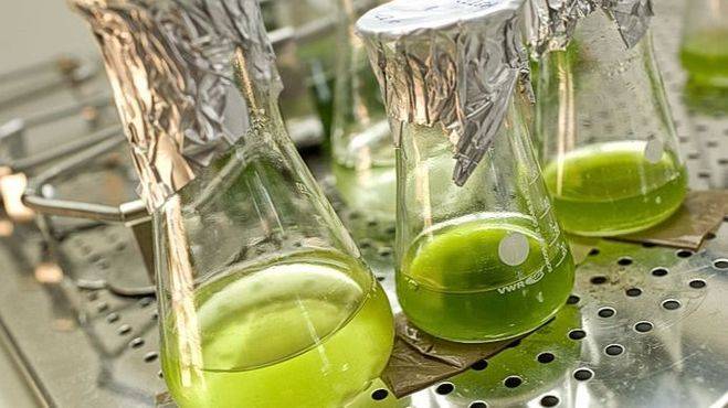 Un estudio de profesores de la UMU destaca la dependencia del exterior en el sector español de biocarburantes