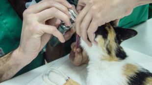 Investigadores españoles y australianos diseñan un simulador de las vías respiratorias de los gatos para mejorar su intubación