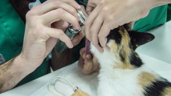 Investigadores españoles y australianos diseñan un simulador de las vías respiratorias de los gatos para mejorar su intubación