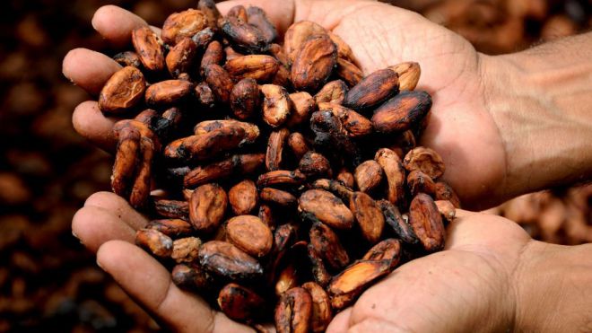 Desarrollan fármacos efectivos frente a enfermedades esqueléticas gracias al cacao