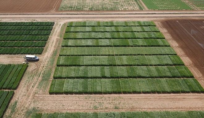 Estrategia genética optimiza el rendimiento del trigo en condiciones adversas