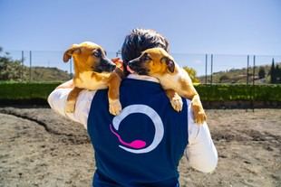 La clonación de animales, aprobada por la UE y el Vaticano, avanza en España