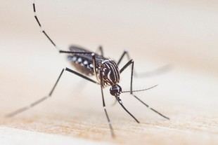 El dengue en América: el mosquito Aedes aegypti y su historia genética