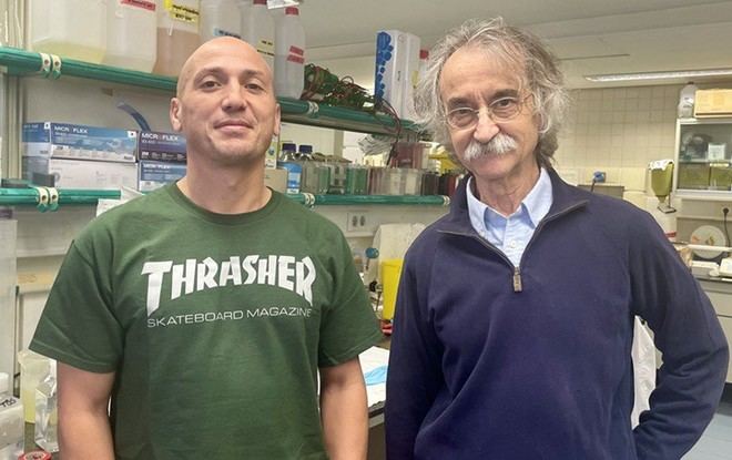 Descubren un mecanismo esencial en la comunicación celular