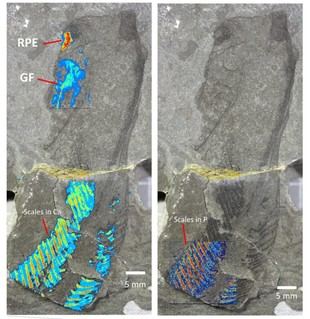 Fósiles de 443 millones de años revelan los ojos de los primeros vertebrados