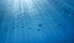 El cambio climático reduce la producción biológica en el Mediterráneo un 40%