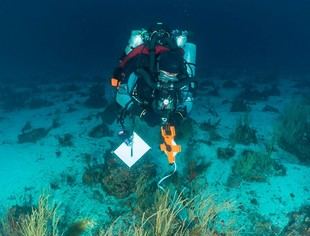 Investigadores redescubren coral en peligro crítico en Galápagos