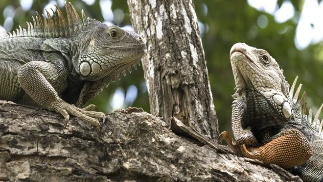 Uninorte lanza protocolos para el manejo de fauna silvestre en su campus