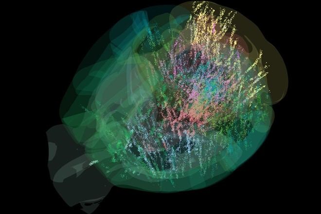 Mapa detallado de la actividad cerebral en ratones revela nuevos hallazgos sobre la toma de decisiones