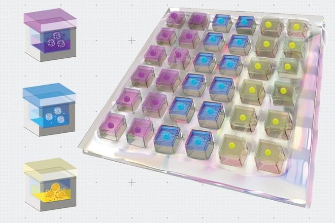 Desarrollan un parche innovador para regenerar el corazón tras un infarto