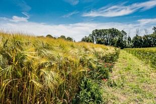 El 90% del suelo del planeta podría estar en riesgo para 2050 según Unipi