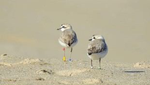 USC acogerá la 51ª conferencia del Grupo Internacional de Estudio de Aves Limícolas