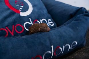 Nace el primer perro clonado de 2025 en Ovoclone