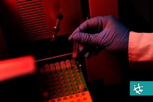 Investigadores proponen aceites esenciales para combatir superbacterias