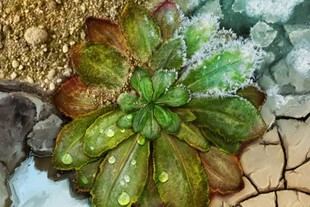 Las plantas evolucionan rápidamente ante el cambio climático, según un estudio