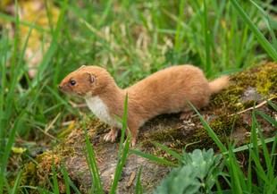 Descubren el origen de las comadrejas tres millones de años antes de lo estimado