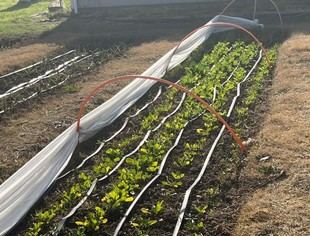 Estudiantes UC cultivan alimentos para pacientes en clínica paliativa