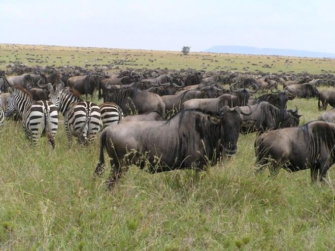Un estudio revela que la población de ñus en el Serengeti es mucho menor de lo estimado