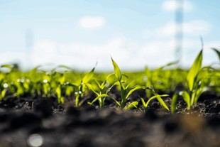 Inicia el proyecto SOUL para reducir la contaminación del suelo con plásticos biodegradables