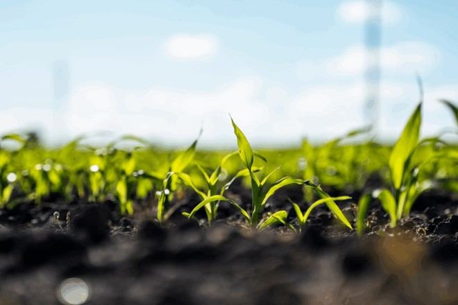 Inicia el proyecto SOUL para reducir la contaminación del suelo con plásticos biodegradables