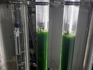 ALGAESOL avanza en la producción de biocombustibles sostenibles