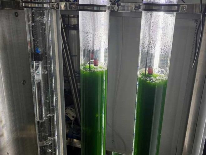 ALGAESOL avanza en la producción de biocombustibles sostenibles