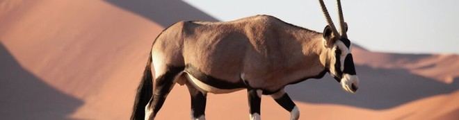 Mammíferos del desierto en peligro por el cambio climático