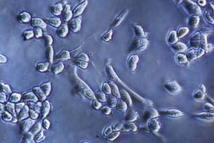 Nueva técnica para separar células de superficies de cultivo sin enzimas