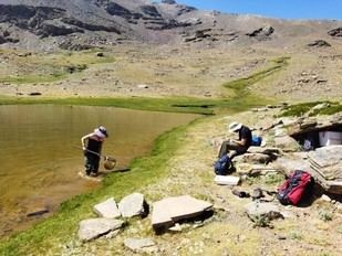 Estudian la red alimentaria de los lagos de Sierra Nevada ante el cambio climático
