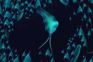 Fósiles antiguos revelan que criaturas similares a calamares no son calamares, según estudio