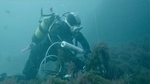 Andalucía desarrolla un sistema inteligente para detectar cetáceos en el Estrecho mediante sus sonidos