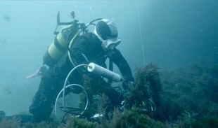 Andalucía crea un sistema de IA para detectar cetáceos en el Estrecho mediante sus silbidos