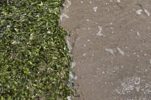 Éxito del proyecto ALEHOOP en la producción de proteínas sostenibles a partir de algas y legumbres