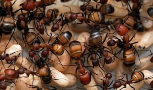 Descubren nuevos compuestos en el veneno de hormigas que podrían revolucionar la investigación médica