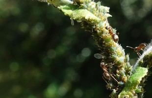 Las hormigas urbanas aceptan alimentos de menor calidad, advierte un estudio