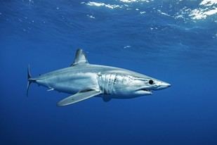 El calentamiento de los océanos pone en peligro a tiburones y atunes mesotérmicos
