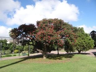 La Plata promueve la conservación de especies nativas en su arbolado urbano