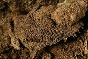 Avances en arqueología y química revelan secretos del pasado