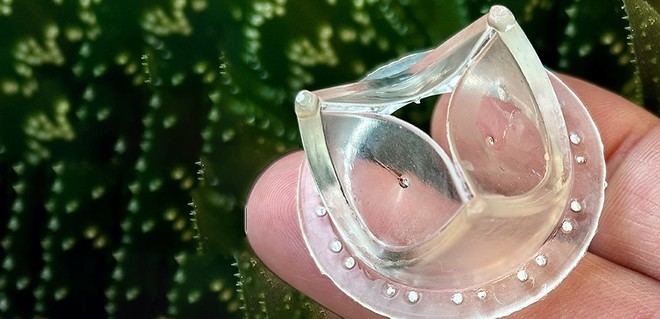 Válvula cardíaca artificial demuestra ser segura tras pruebas a largo plazo en animales