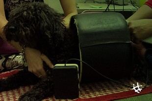 Investigadores de la UNLP desarrollan un innovador tratamiento para la artrosis canina con cartílago de tiburón