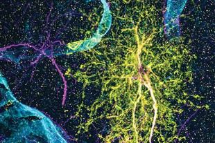 Nuevo atlas revela la diversidad de astrocitos en cerebros de ratones y titíes