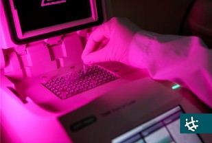 Investigación mejora la producción porcina sin necesidad de antibióticos