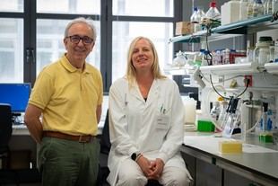 Investigadores proponen activar tejido adiposo marrón para combatir la obesidad