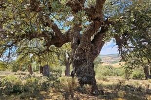 Los bosques maduros son esenciales para la biodiversidad de aves, según un estudio