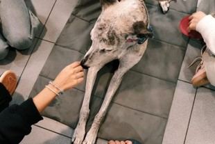 La Universidad Rey Juan Carlos revela cómo la terapia con perros mejora la autoeficacia en adolescentes psiquiátricos