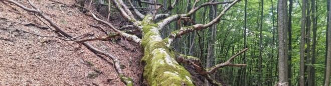 Diversificar la gestión forestal mejora la conservación de la biodiversidad