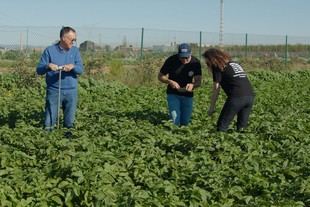 Uso de microorganismos en el suelo reduce fertilizantes en cultivos de patata