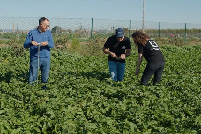 Uso de microorganismos en el suelo reduce fertilizantes en cultivos de patata