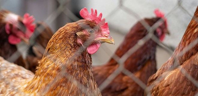 Los virus de la gripe aviar son resistentes a la fiebre, lo que los convierte en una grave amenaza para los humanos